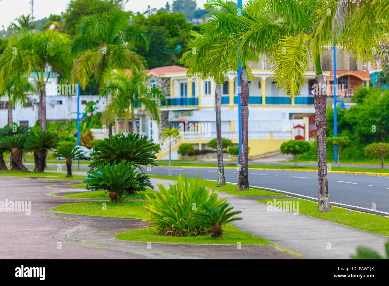 Green plants on the waterfront of Samana, Dominican Republic Stock Photo