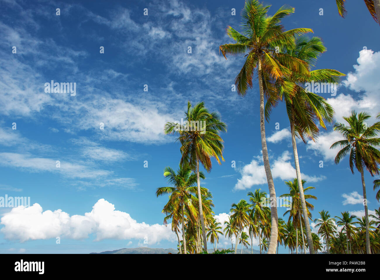 the tops of the green palm trees on blue sky background with white ...