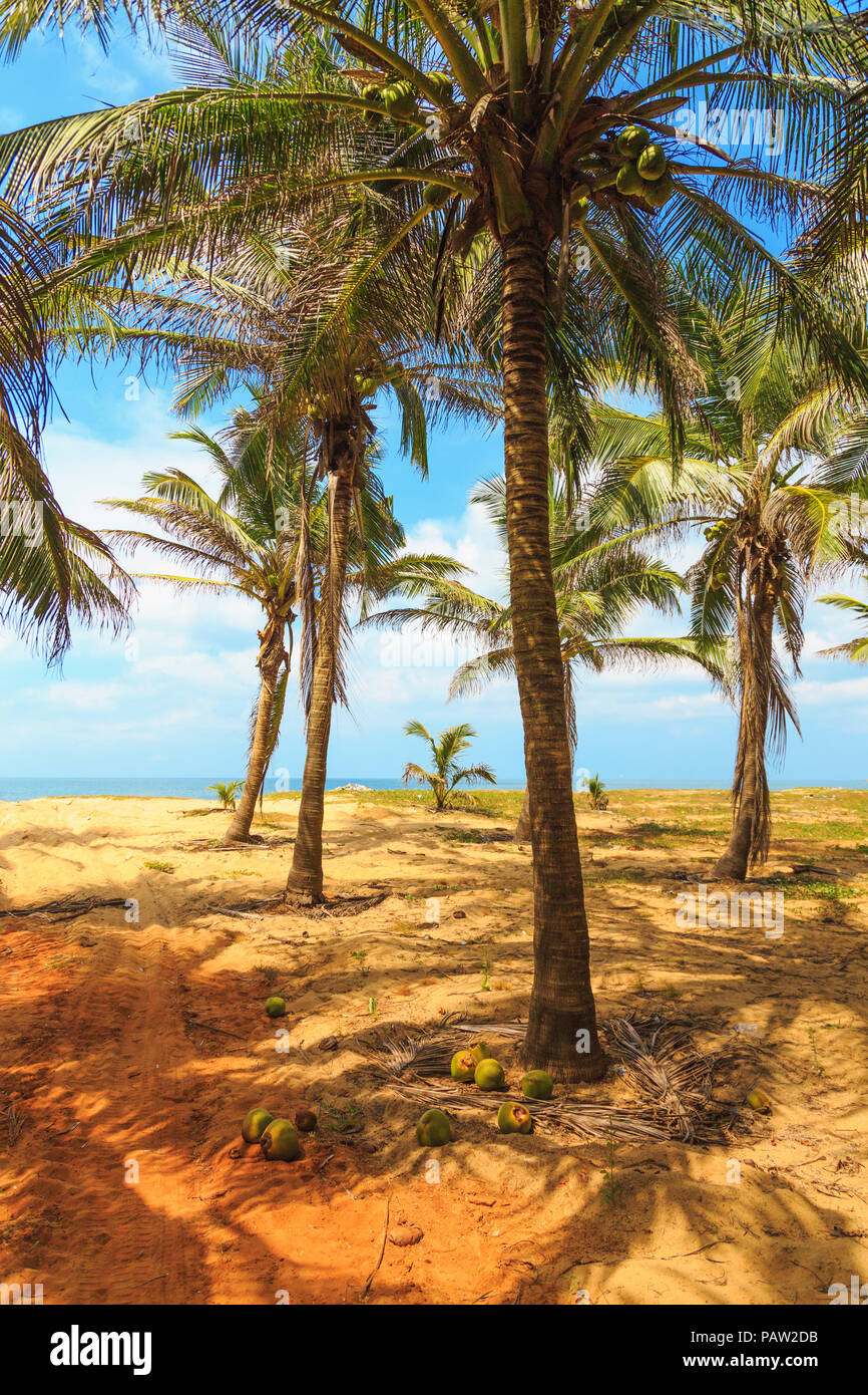 palm trees and sand growing on the ocean Stock Photo Alamy