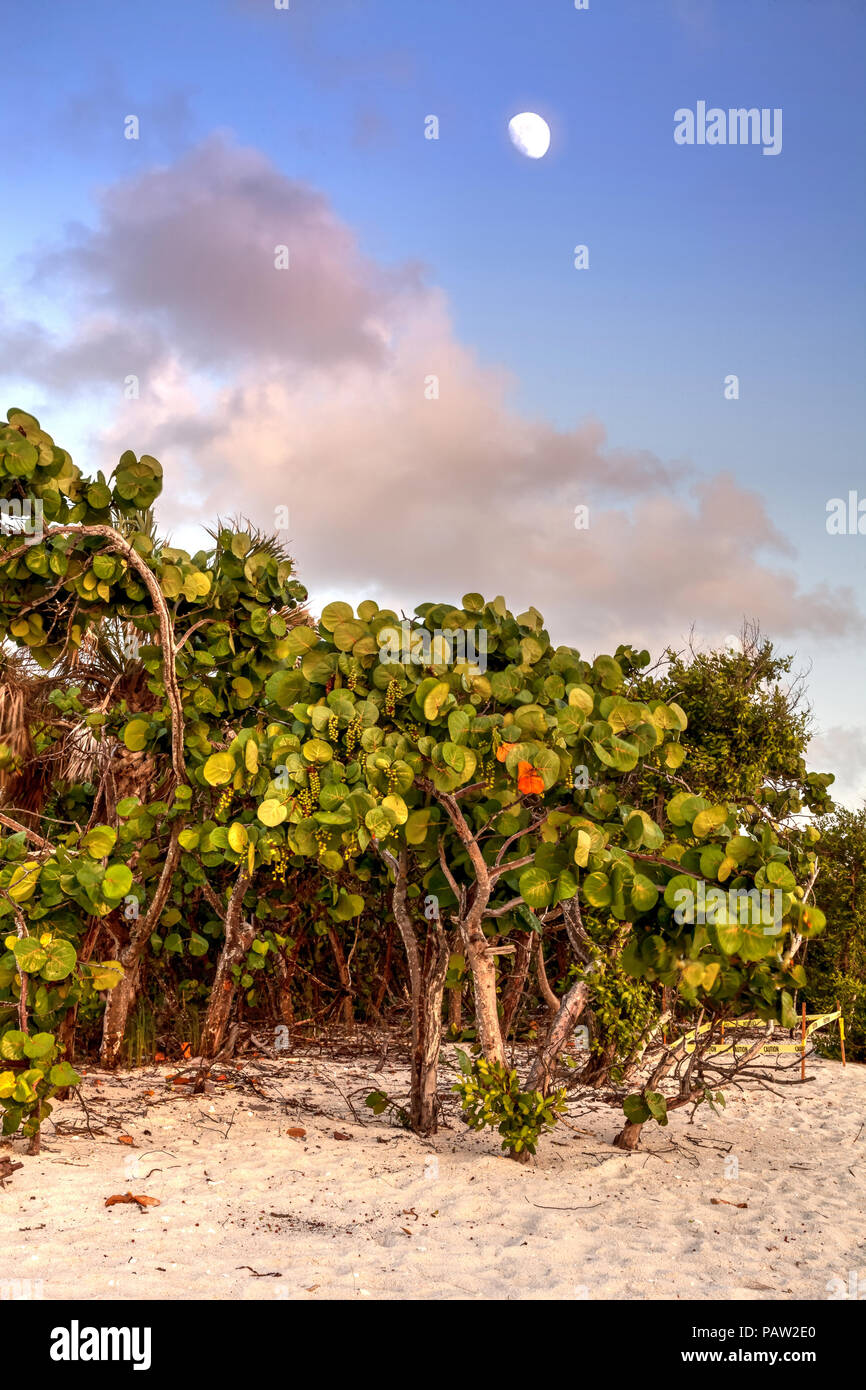 Fruit hangs off a seagrape tree Coccoloba uvifera with the moon above on a beach in Naples, Florida in summer Stock Photo