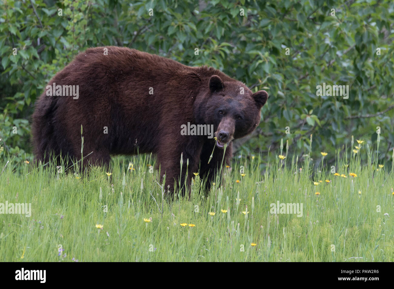 Brown bear eating flowers, Canada Stock Photo Alamy