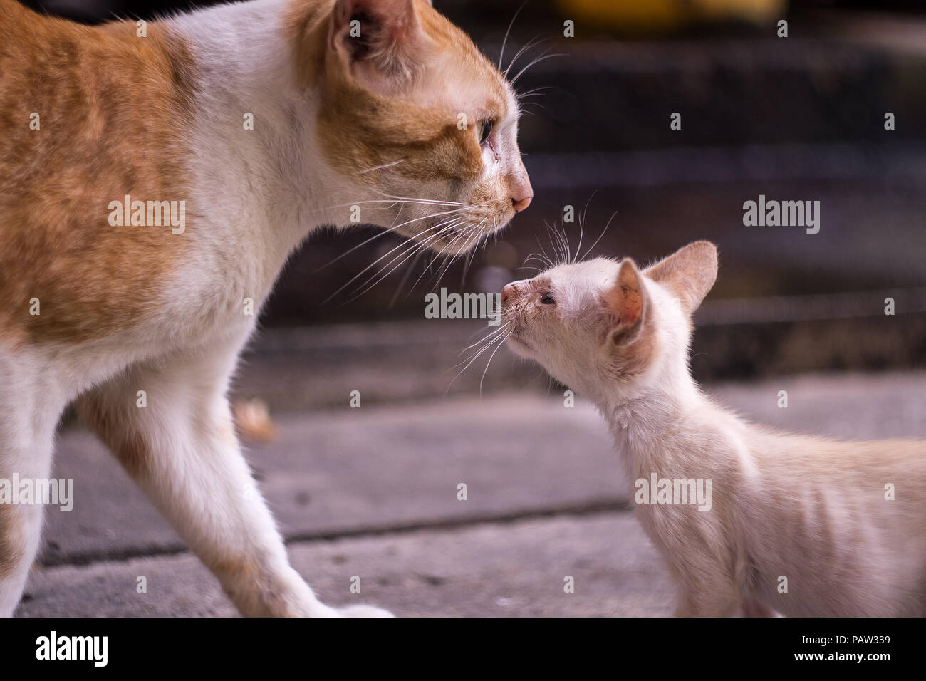 close up white kitten is looking at mother cat for love Stock Photo