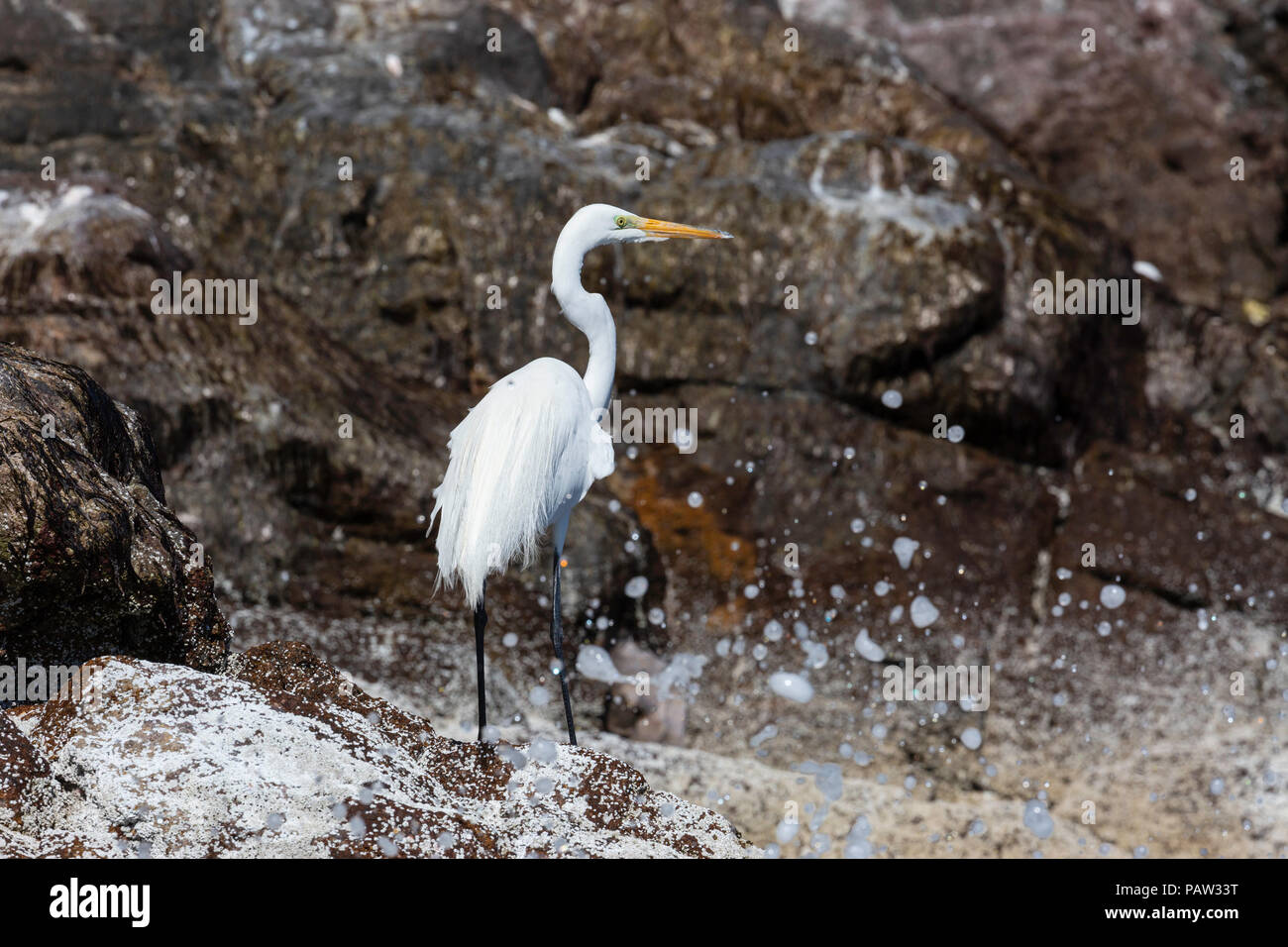 Adult great egret, Ardea alba, fishing at Isla San Pedro Martir, Baja California, Mexico. Stock Photo