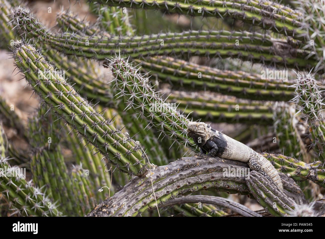 Adult San Esteban spiny-tailed iguana, Ctenosaura conspicuosa, on cactus, Baja California, Mexico. Stock Photo