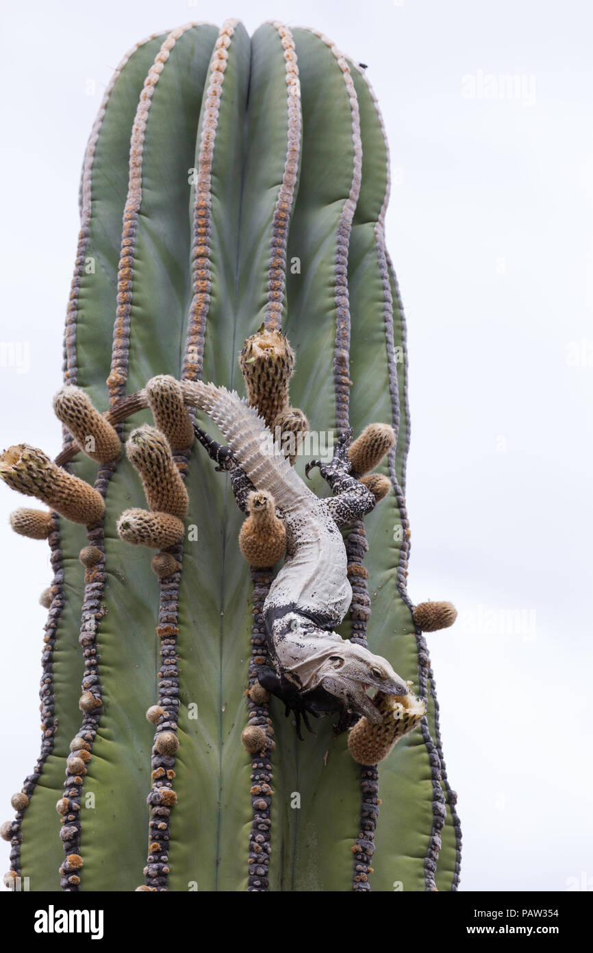Adult San Esteban spiny-tailed iguana, Ctenosaura conspicuosa, eating cardon cactus flower, Baja California, Mexico. Stock Photo