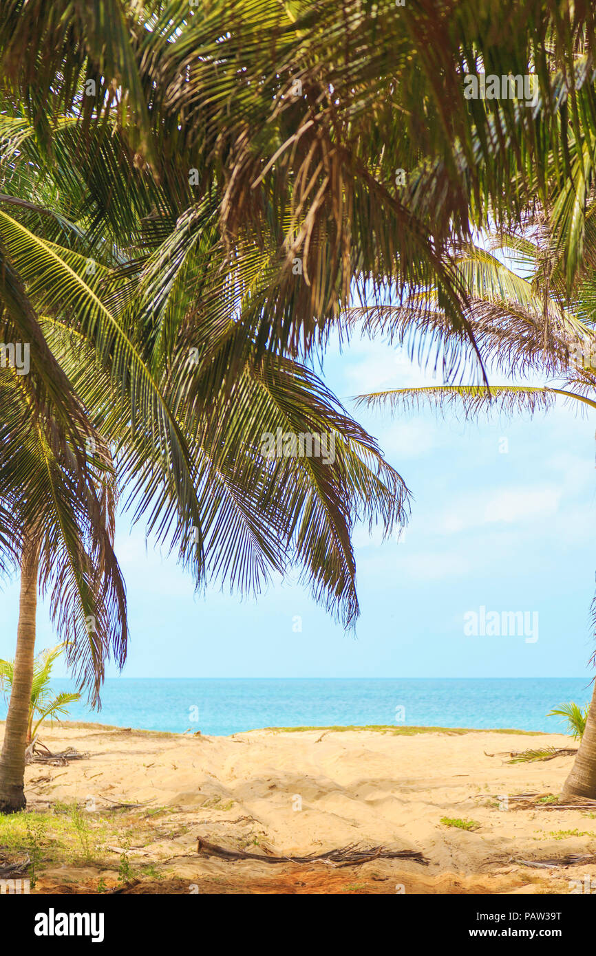 palm trees and sand growing on the ocean Stock Photo Alamy