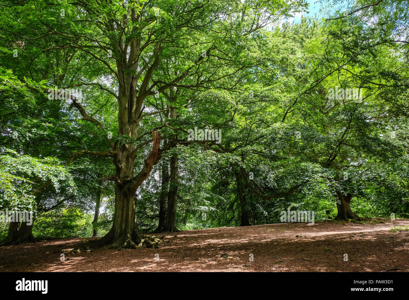 Beech grove in summer in Valley Gardens, Windsor Great Park, UK Stock Photo Alamy