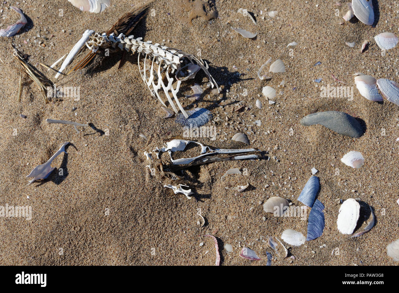 All that remains, a bird skeleton is half buried in the sand Stock Photo