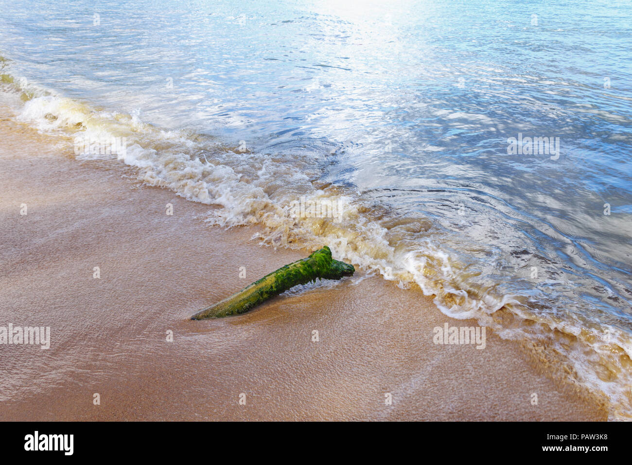 Driftwood, snag seaweed on the ocean sandy beach Stock Photo - Alamy