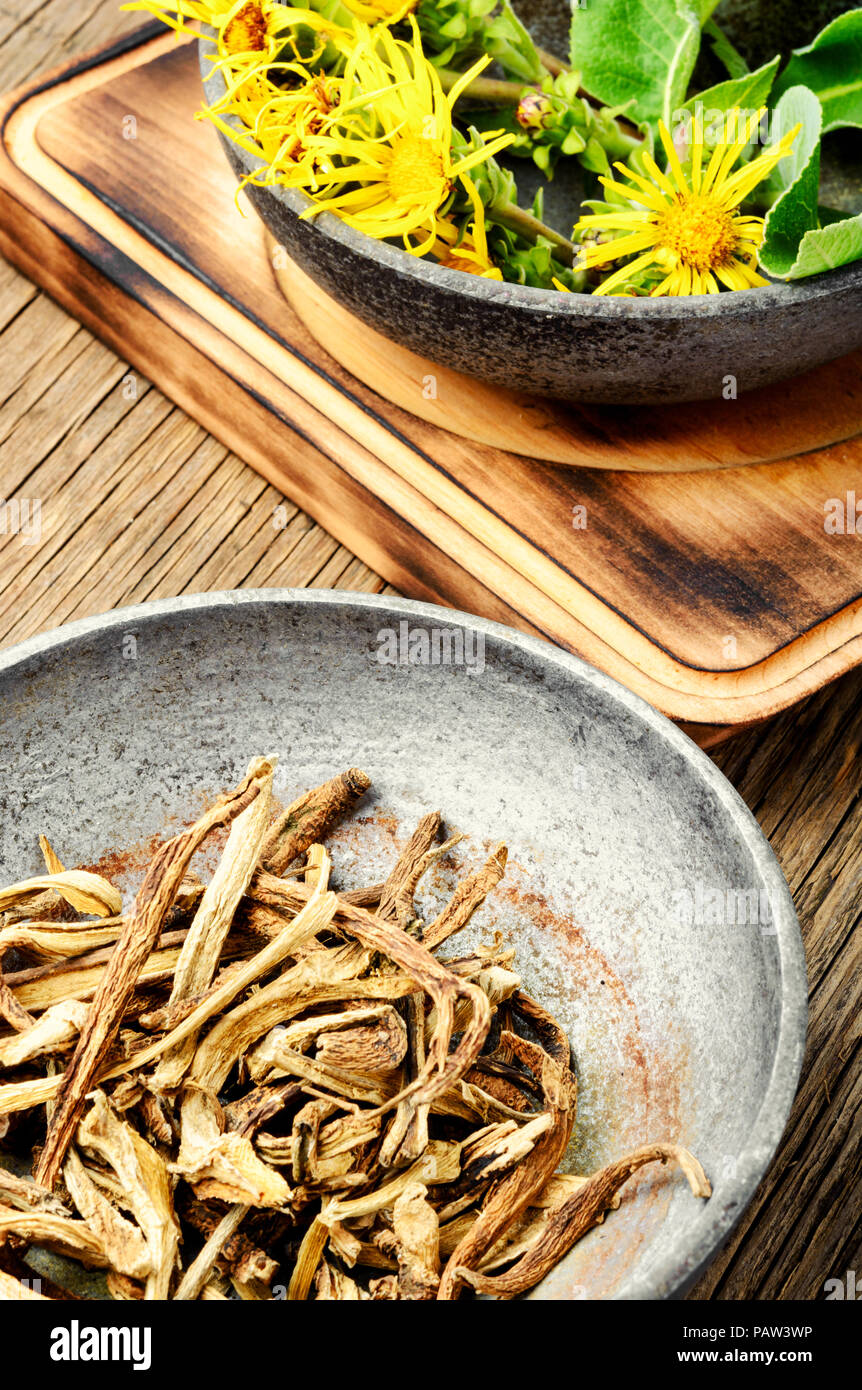 Flowers and roots of the healing plant elecampane inula.Herbs medicine flowers Stock Photo