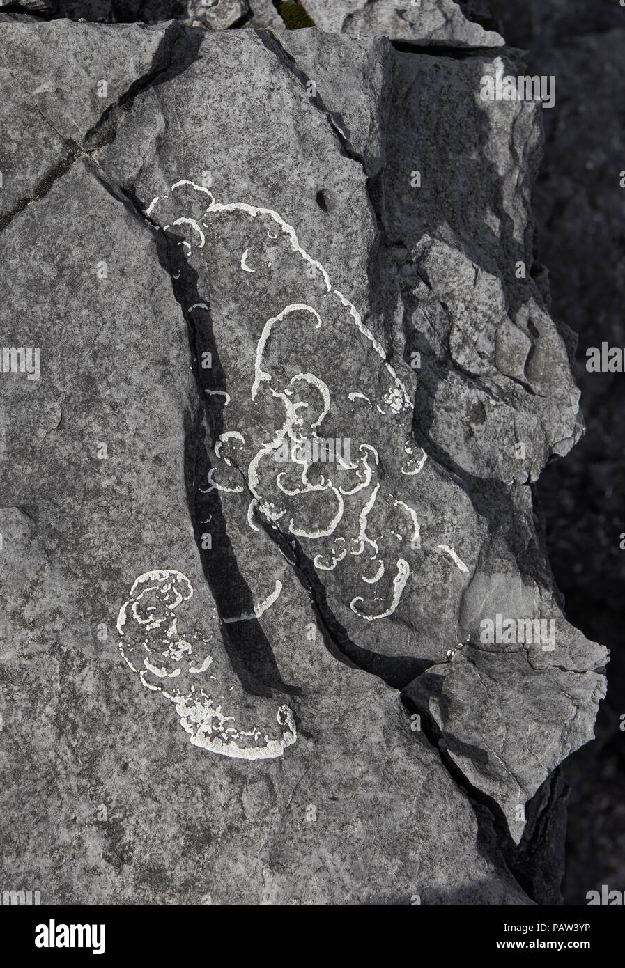 White lichen formed a patterned pattern on a gray stone in mountainous area. Photographed in Eastern Sayan Stock Photo