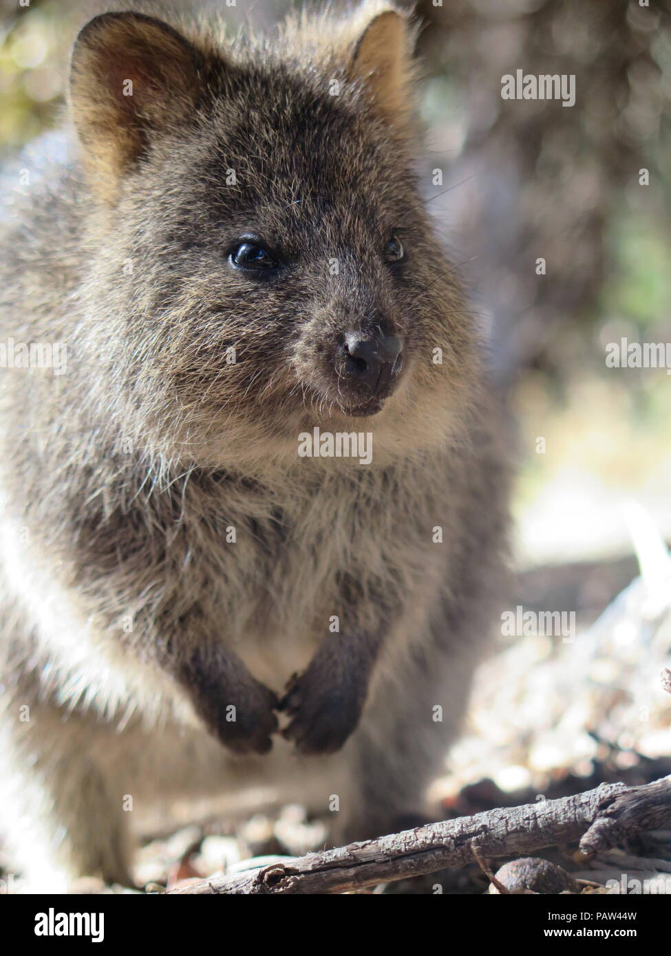 Quokka smiling hi-res stock photography and images - Alamy
