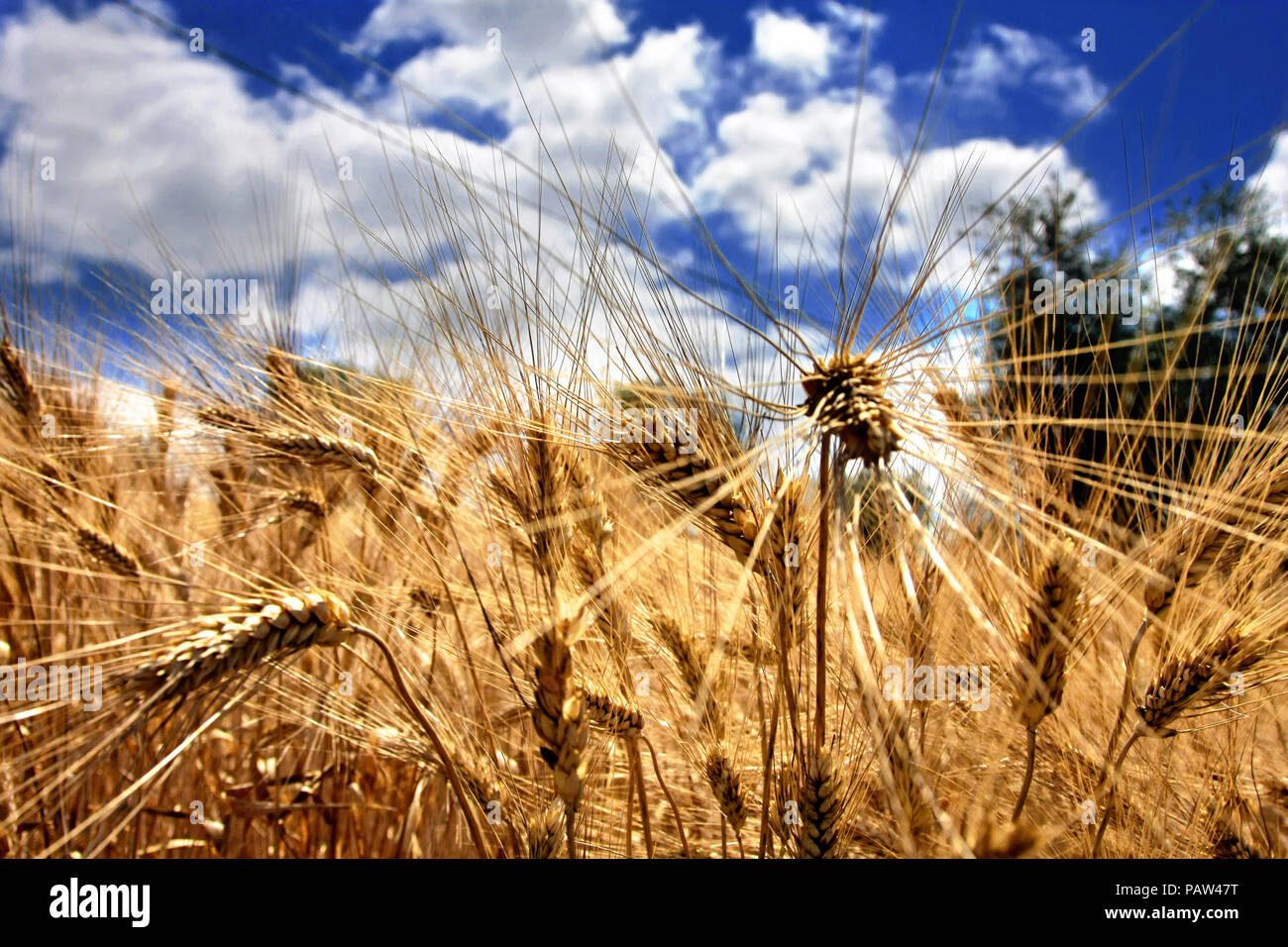 Wheat field and blue sky with clouds Stock Photo - Alamy