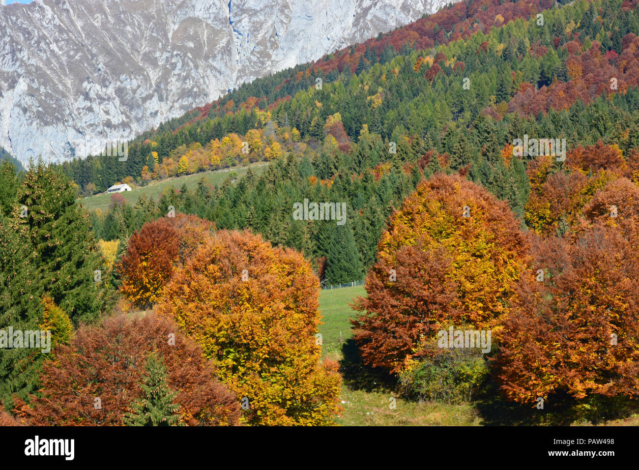 Trees are tinged with colors Stock Photo - Alamy