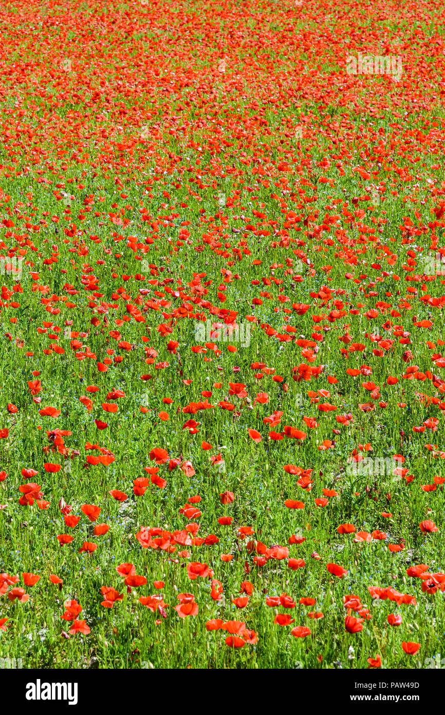 A field of poppies in full bloom under a bright sunshine Stock Photo