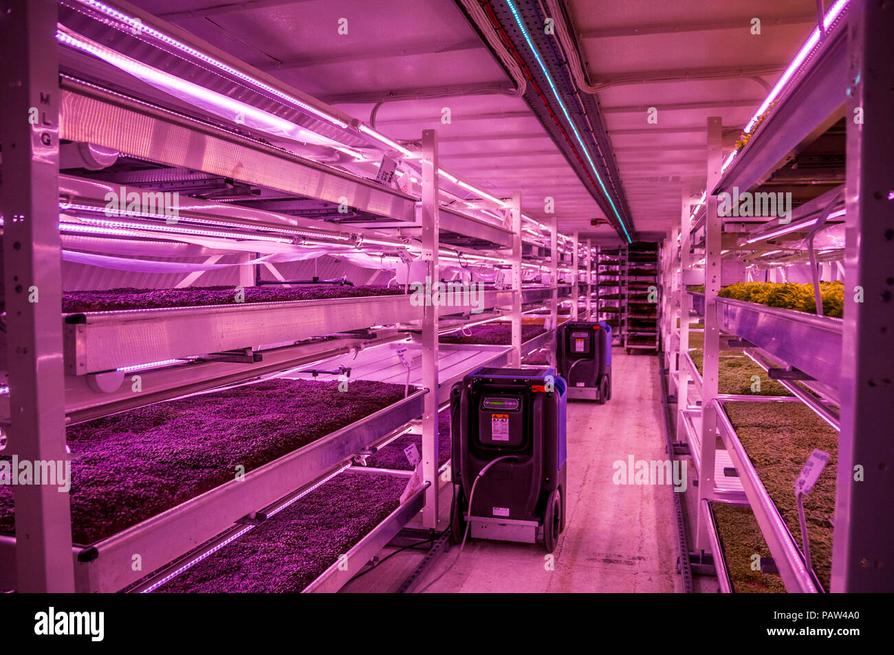 A crop of micro greens and salad leaves grown using hydroponics in an old WW2 bomb shelter at Growing Underground in London. Stock Photo