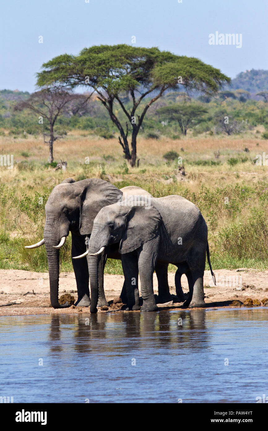 A pair of elephant bulls have a relaxing drink on the banks of the Great Ruaha River. Stock Photo