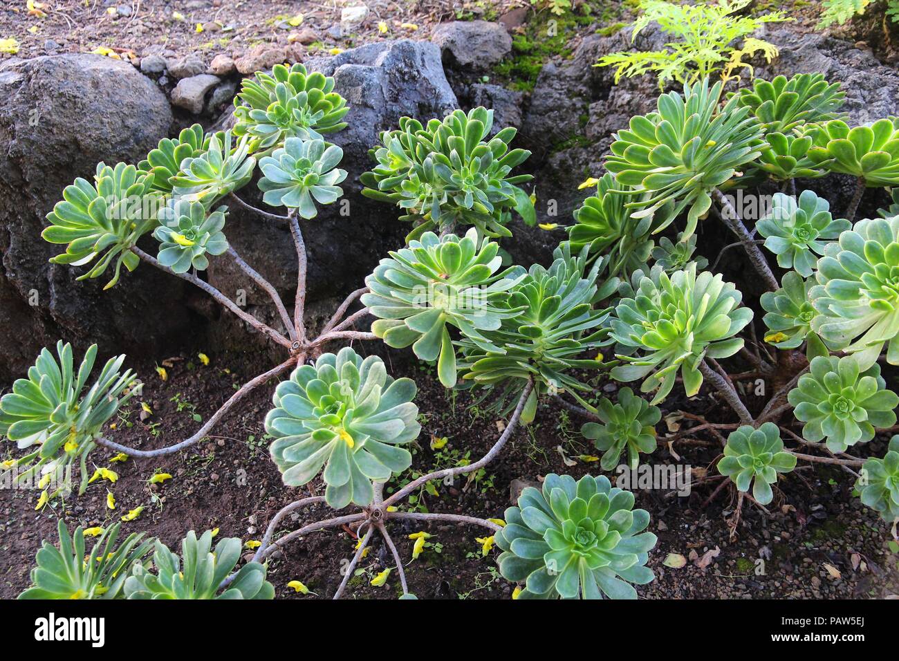 Jardin Canario - botanical garden of Gran Canaria, Spain. Tree Houseleek plant species (Aeonium Gomerense). Endangered species endemic to the island o Stock Photo