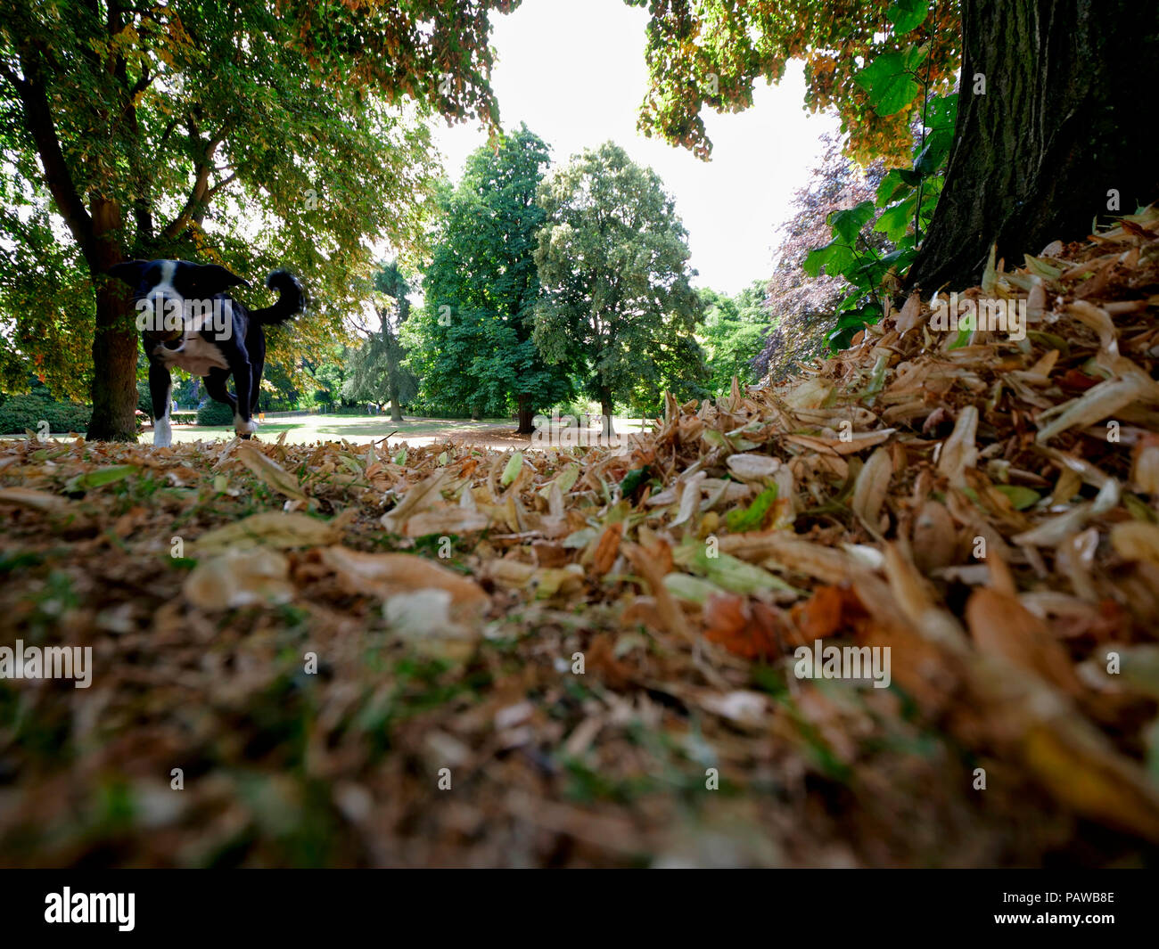 Ashbourne, UK. 25th July 2018. UK Weather: Autumn leaves fall in Ashbourne in July. The unusually hot sunny weather is causing the leaves to dry up & fall to the ground in Ashbourne Park, Derbyshire, making it feel like autumn has come early. Credit: Doug Blane/Alamy Live News Stock Photo