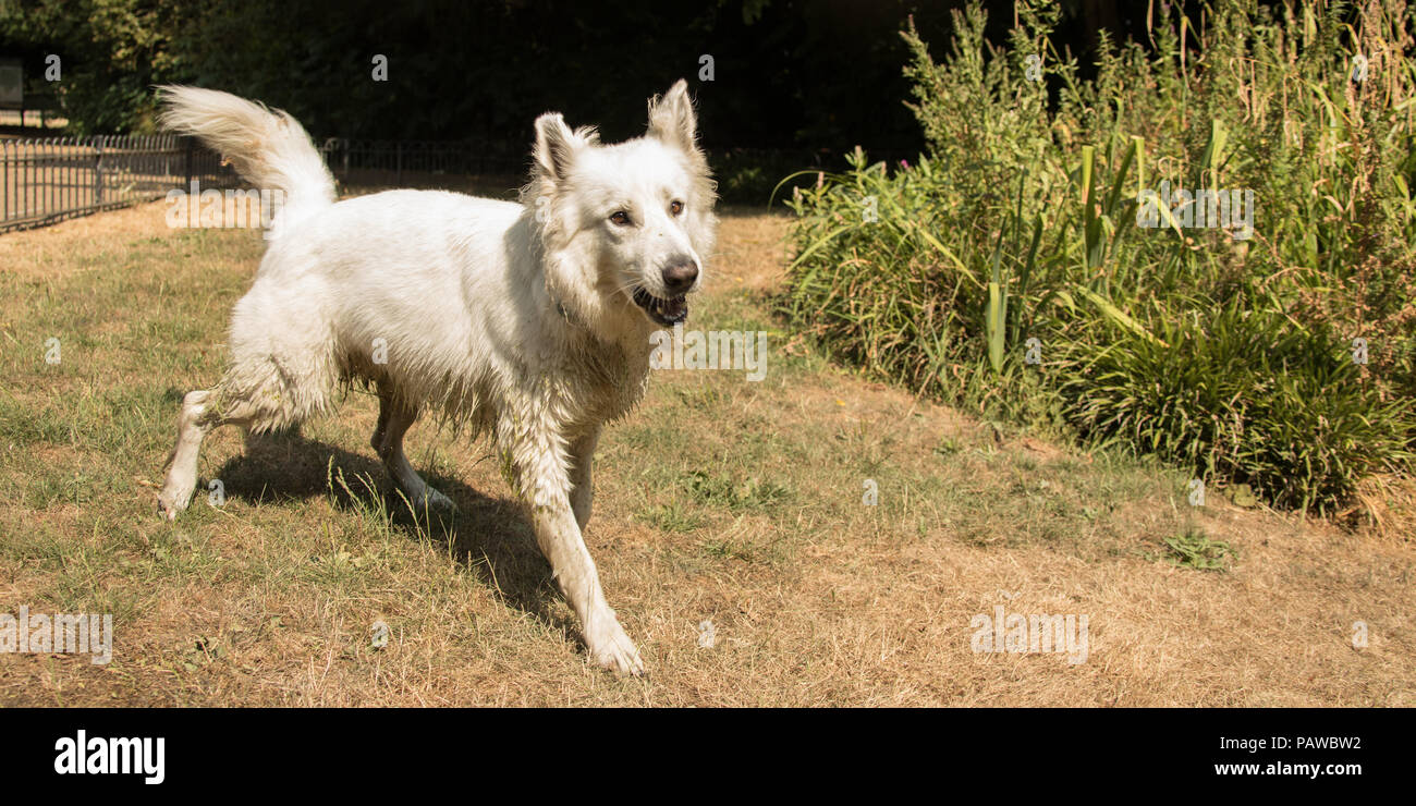 London,UK. 25 July, 2018. As the long hot summer continues a large white dog ( berger blanc suisse/ white sheperd) enjoys the sun  in Peckham Rye Park, South London. David Rowe/Alamy Live News Stock Photo