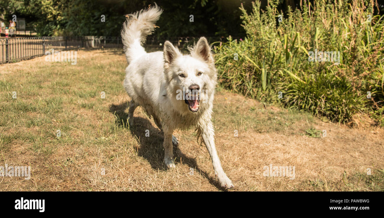 London,UK. 25 July, 2018. As the long hot summer continues a large white dog ( berger blanc suisse/ white sheperd) barks at the camera whilst enjoying the sun  in Peckham Rye Park, South London. David Rowe/Alamy Live News Stock Photo