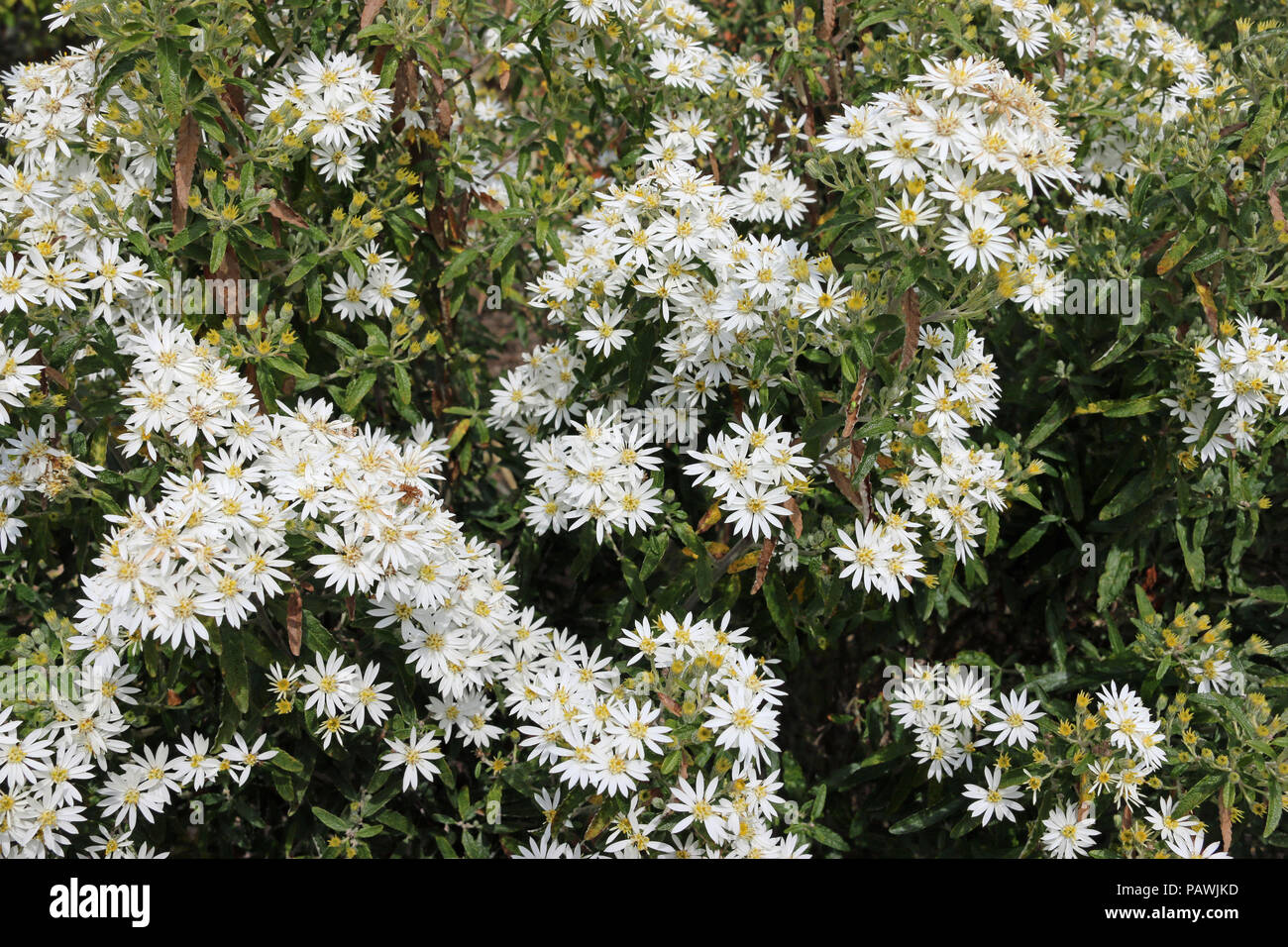 Scilly daisy bush (Olearia x scilloniensis) in full flower with a background of leaves of the same plant. Stock Photo