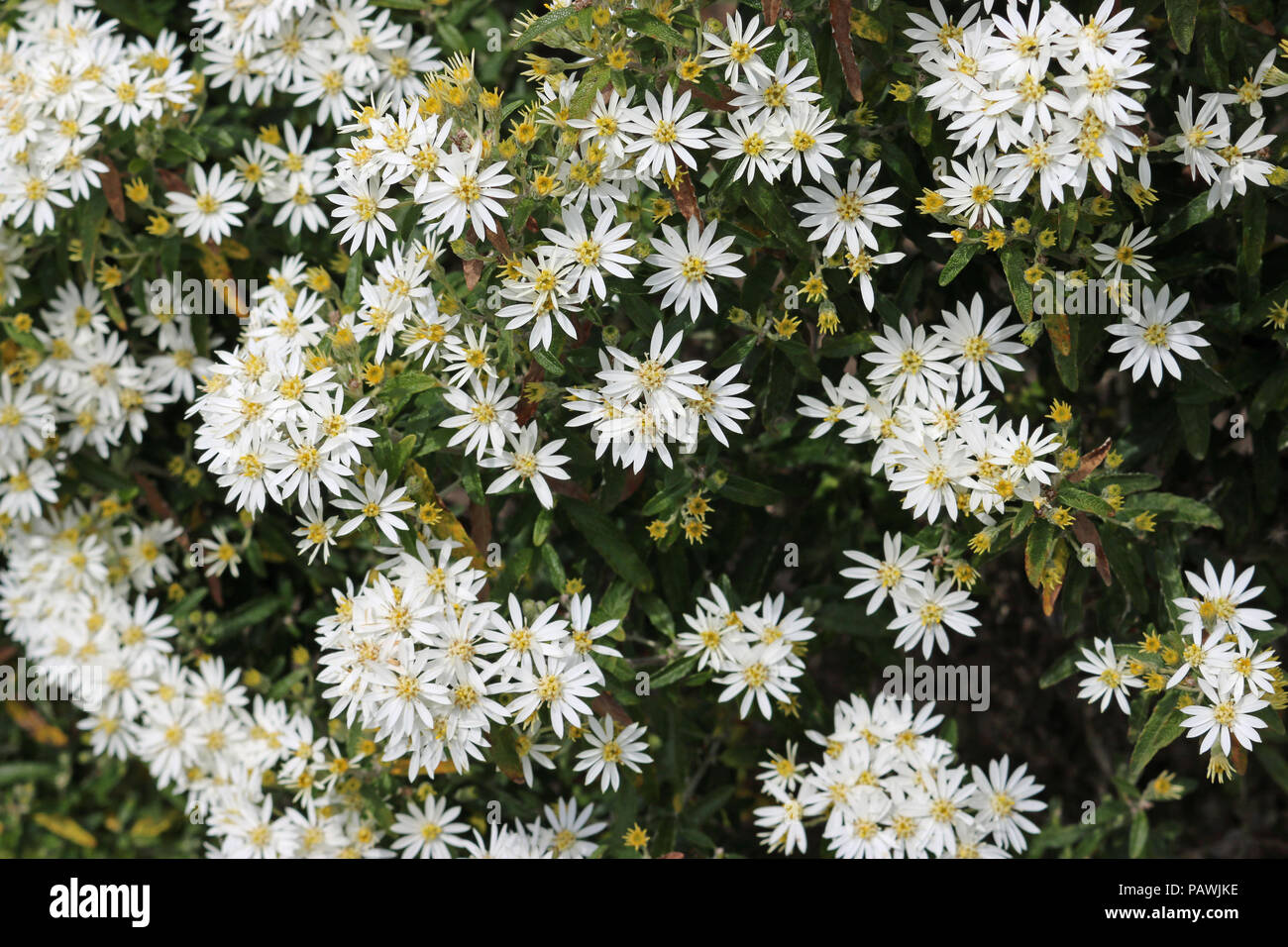 Scilly daisy bush (Olearia x scilloniensis) in full flower with a background of leaves of the same plant. Stock Photo