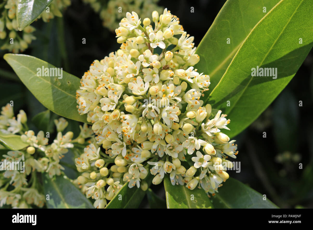 Flowering spike of the Skimmia x confusa Kew Green evergreen plant in full flower with leaves and flowers of the same plant in the background. Stock Photo