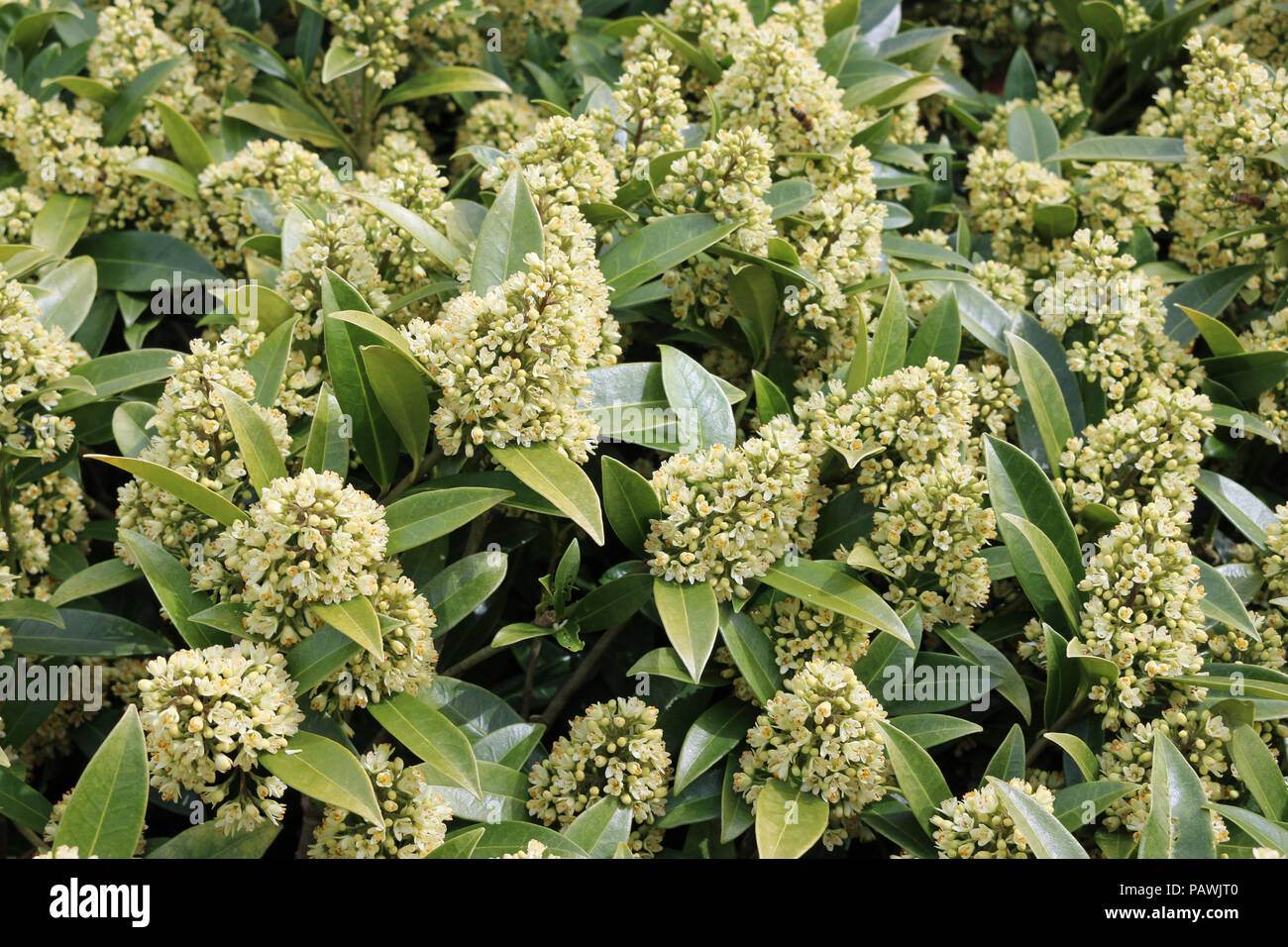 Flowering spikes of the Skimmia x confusa Kew Green evergreen plant in full flower with leaves and flowers of the same plant in the background. Stock Photo