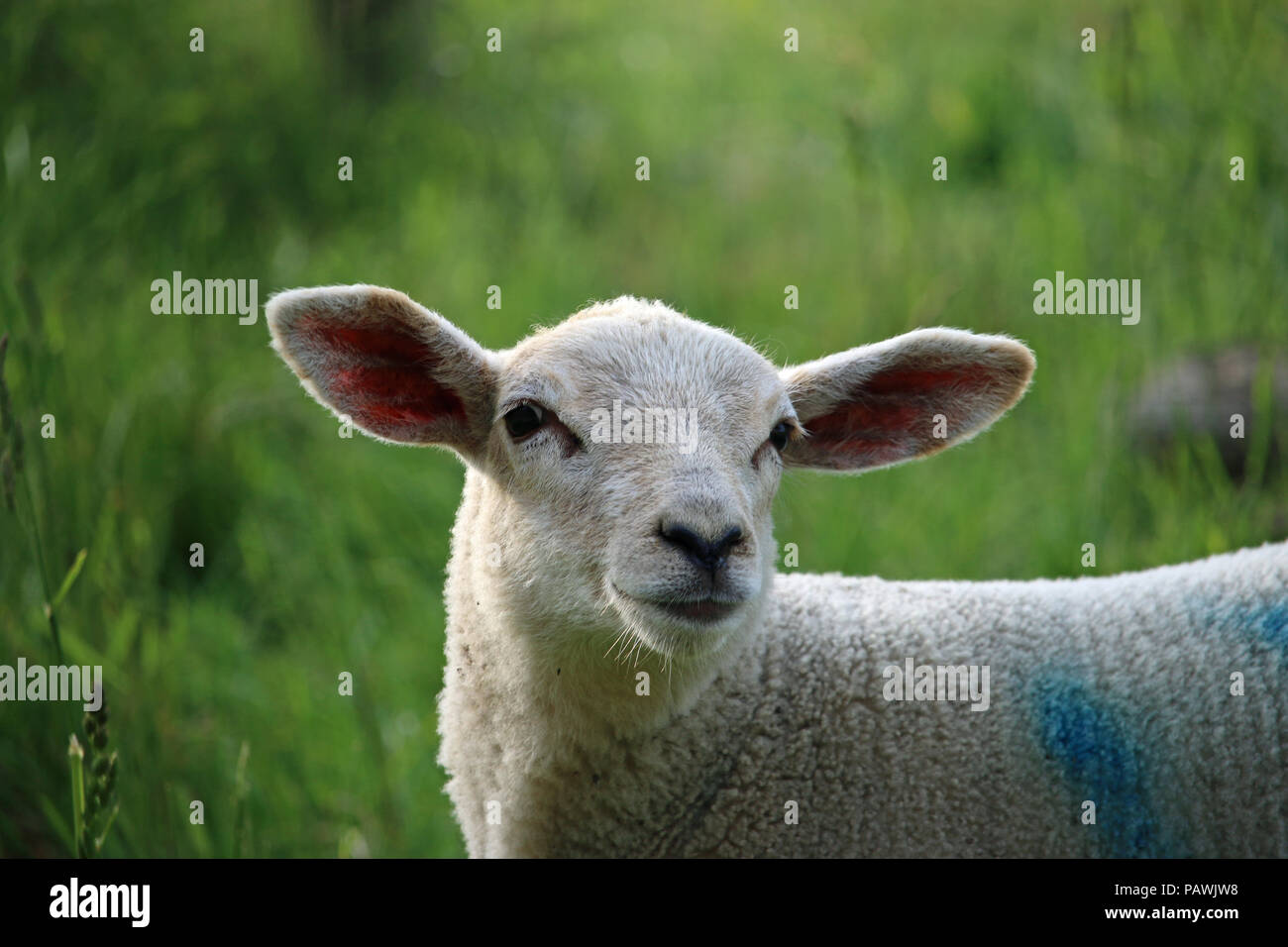 Head and shoulders of a white sheep lamb with large ears and a cute face in a field in springtime with the grass field as background. Stock Photo