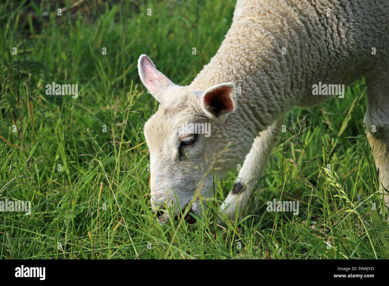 Head and shoulders of a white sheep grazing grass in a field in springtime with the grass field as background. Stock Photo