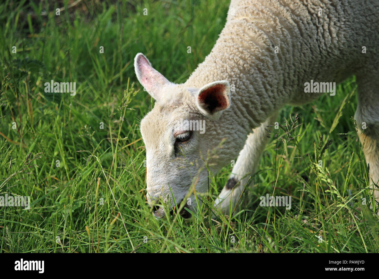Head and shoulders of a white sheep grazing grass in a field in ...