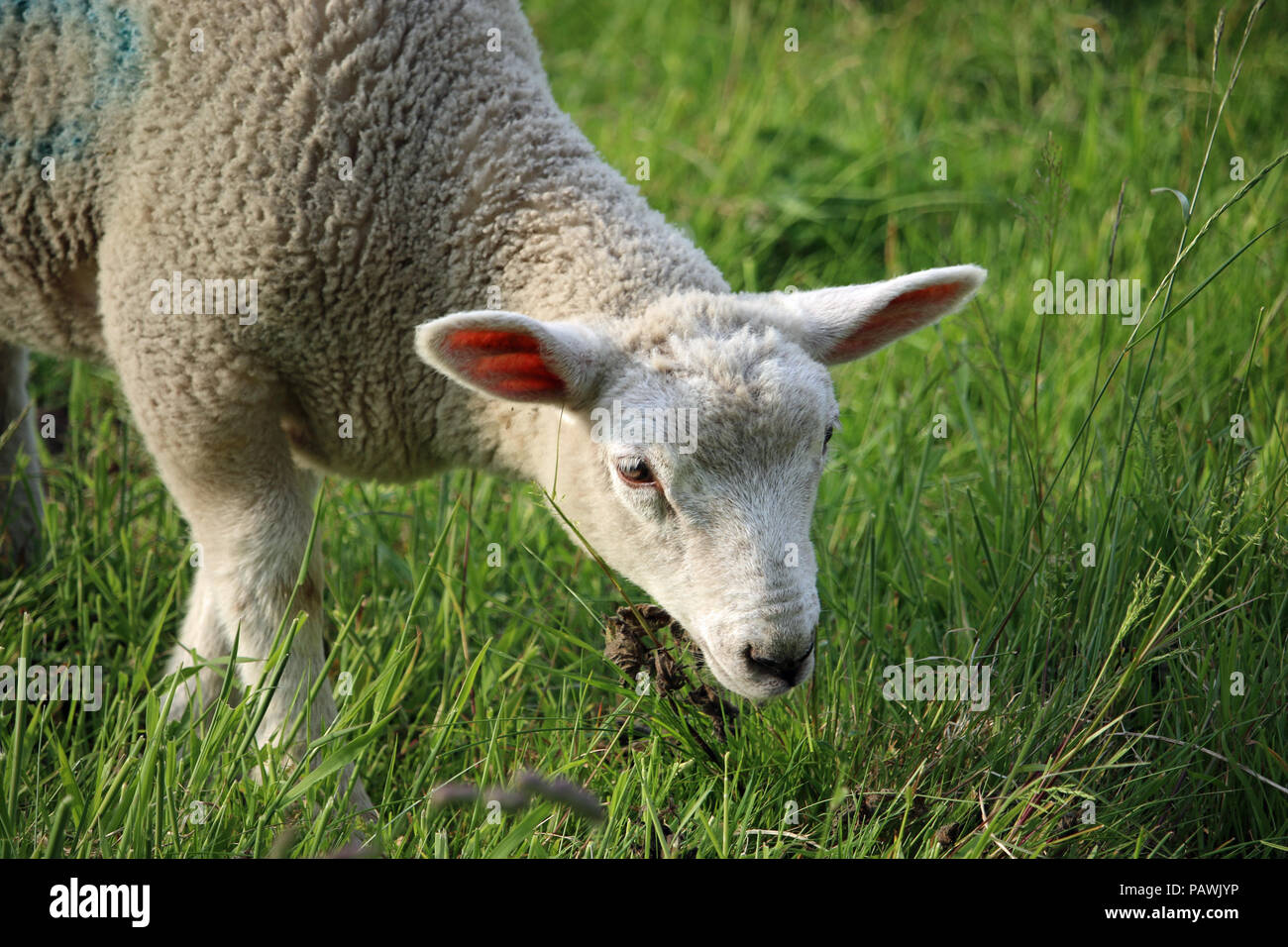 Head and shoulders of a white sheep lamb grazing grass in a field in springtime with the grass field as background. Stock Photo