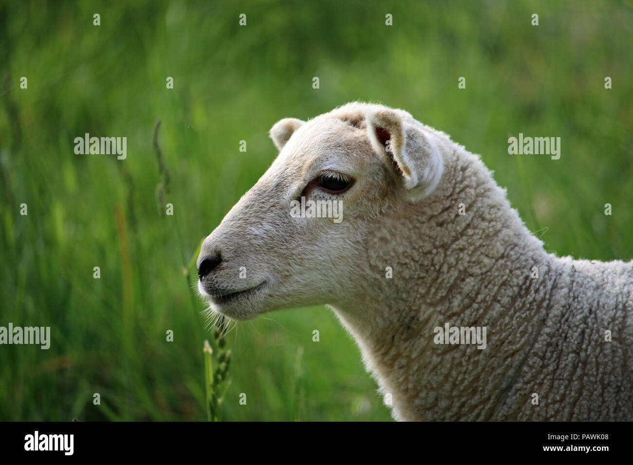 Head and shoulders of a white sheep in profile in a field in springtime with the grass field as background. Stock Photo