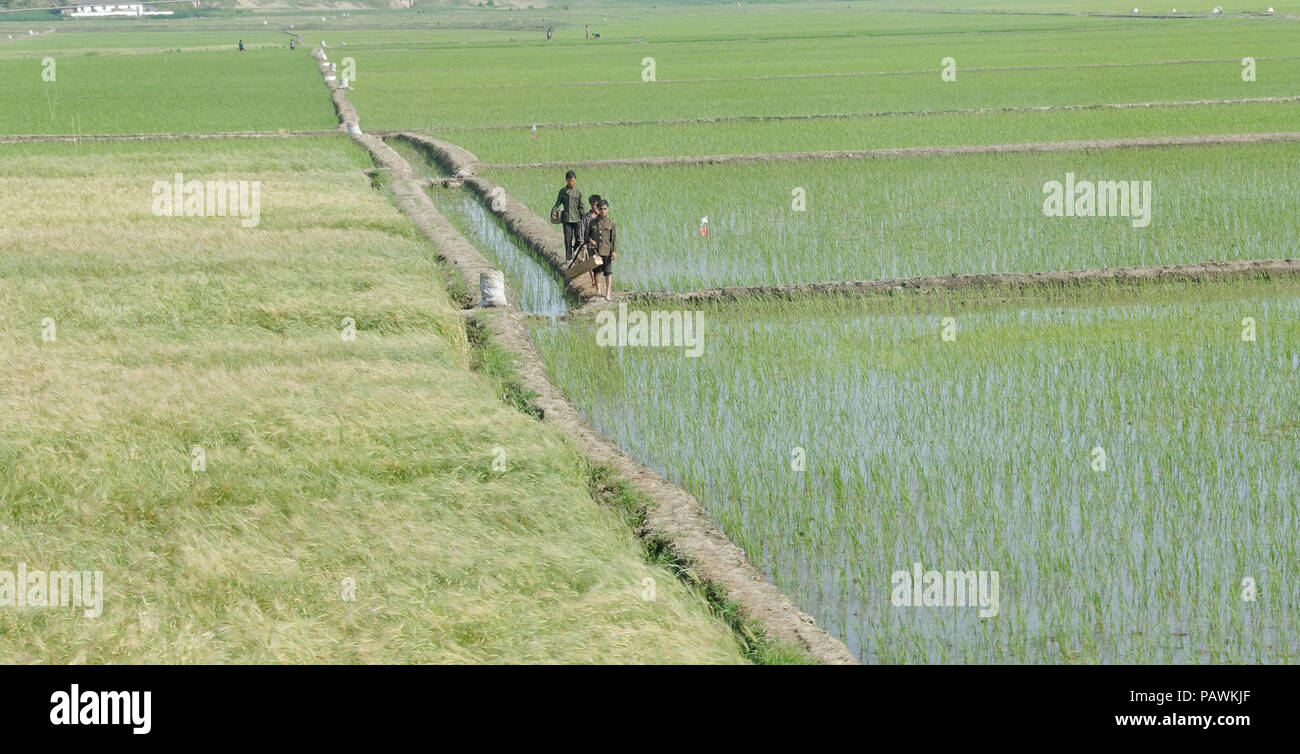 Three young uniformed boys in a rice field, North Korea Stock Photo