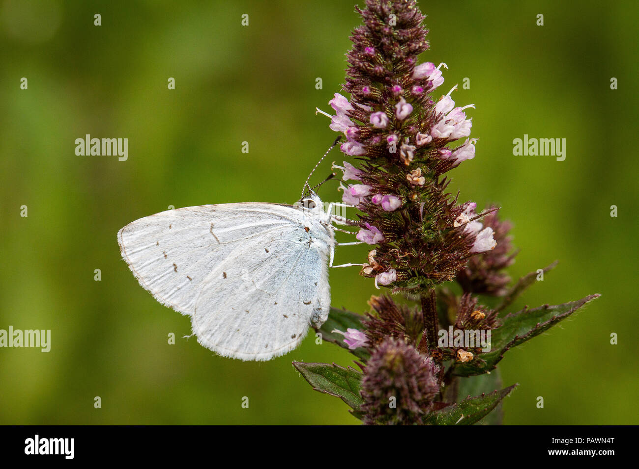 White butterfly sipping nectar from a buddleia flower, macro photography Stock Photo