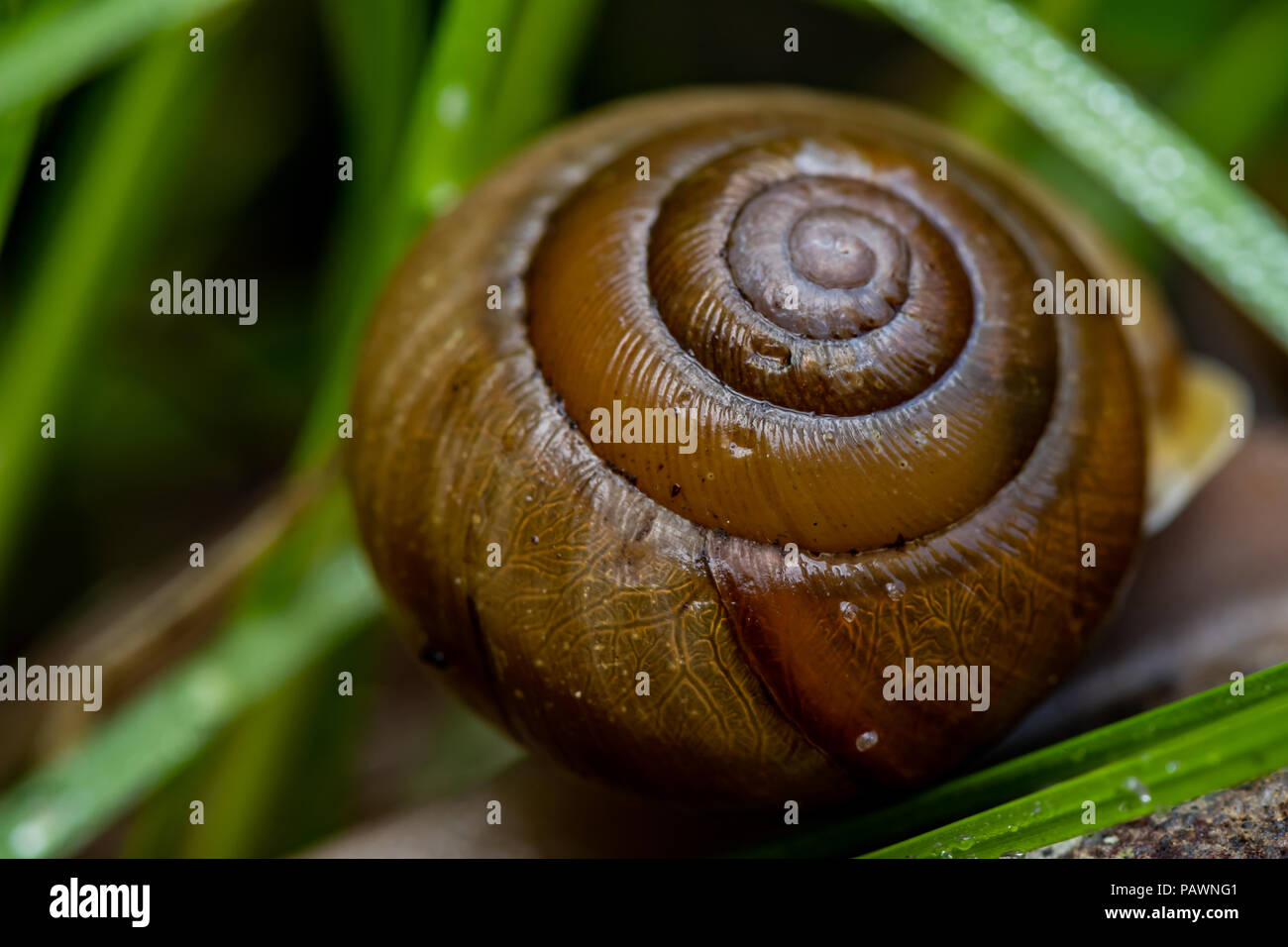 snail without shell in saltwater tank