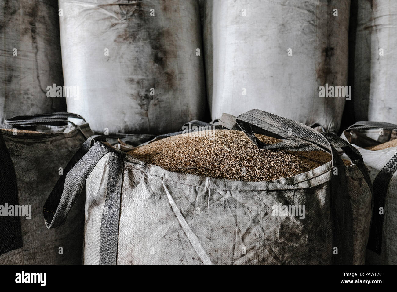 rice sacks unshelled waiting for processing packaging Cotui Dominican
