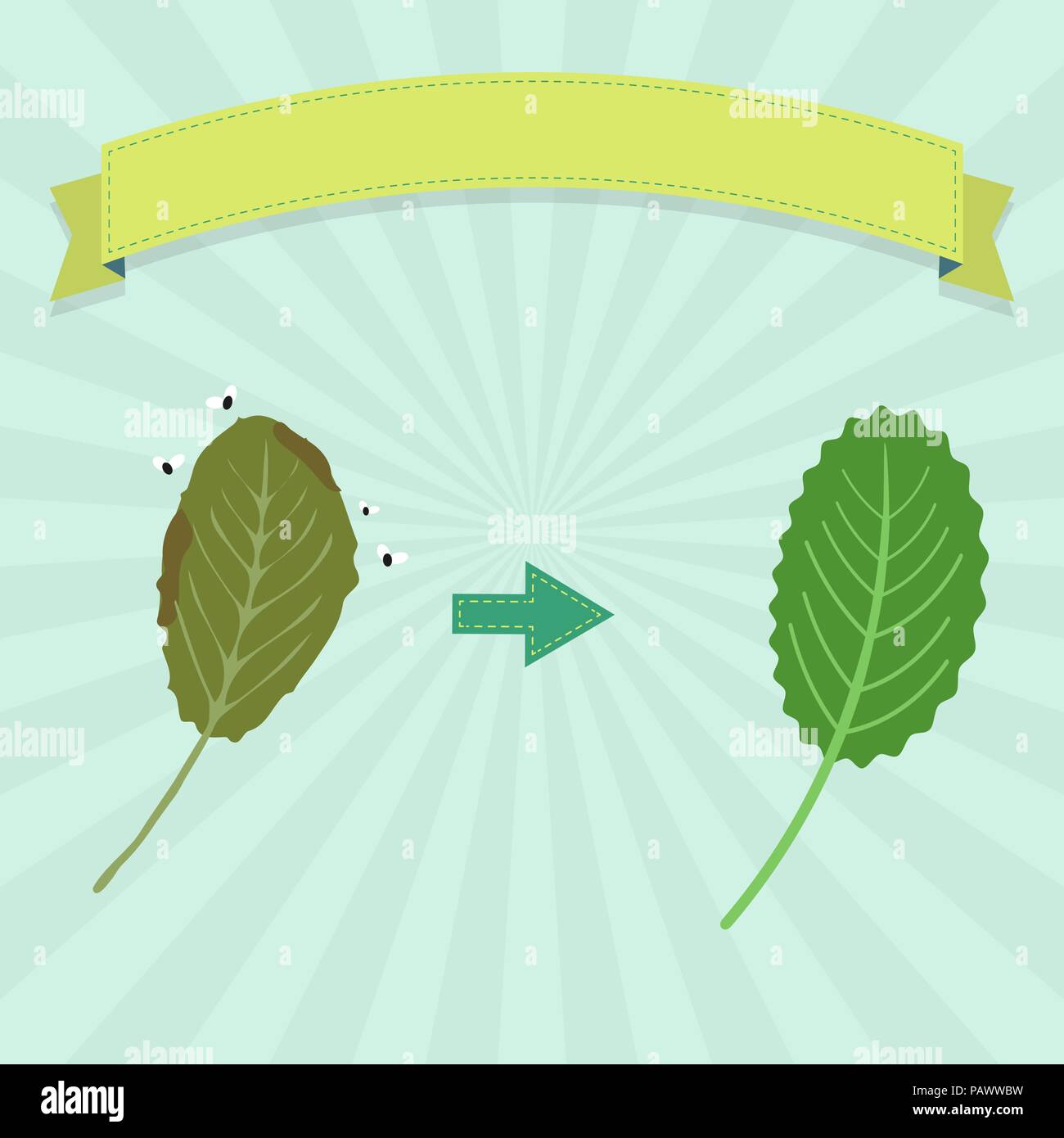 Rotten mint with flies and fresh mint. Blank ribbon for insert text ...