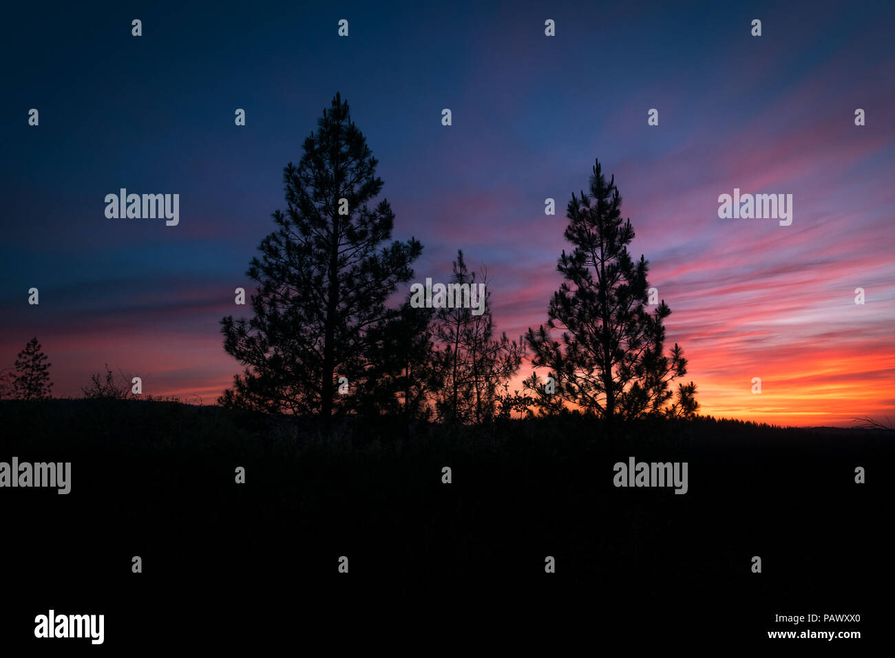 Pine tree silhouettes with a spectacular, colorful  Sierra sunrise - Yosemite National Park Stock Photo