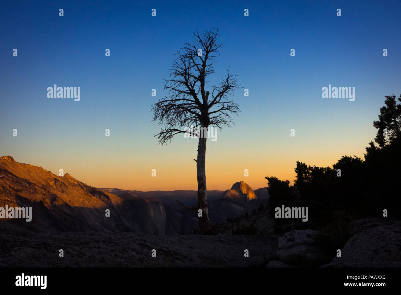 Lone pine tree silhouette with fading sunlight on Half Dome in distance Olmsted Point