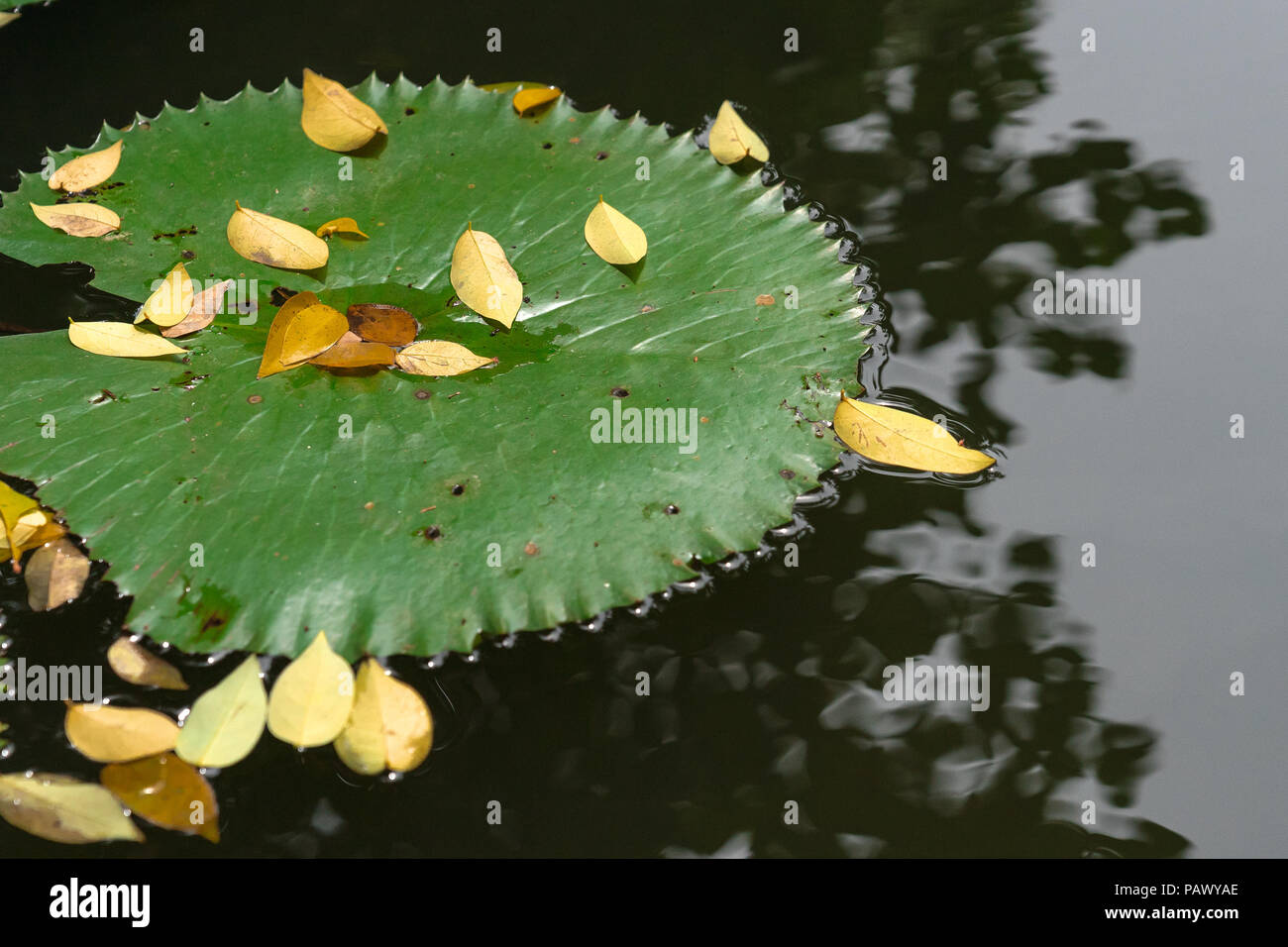 close up big lotus leaf with yellow fall leaves on still water river Stock Photo