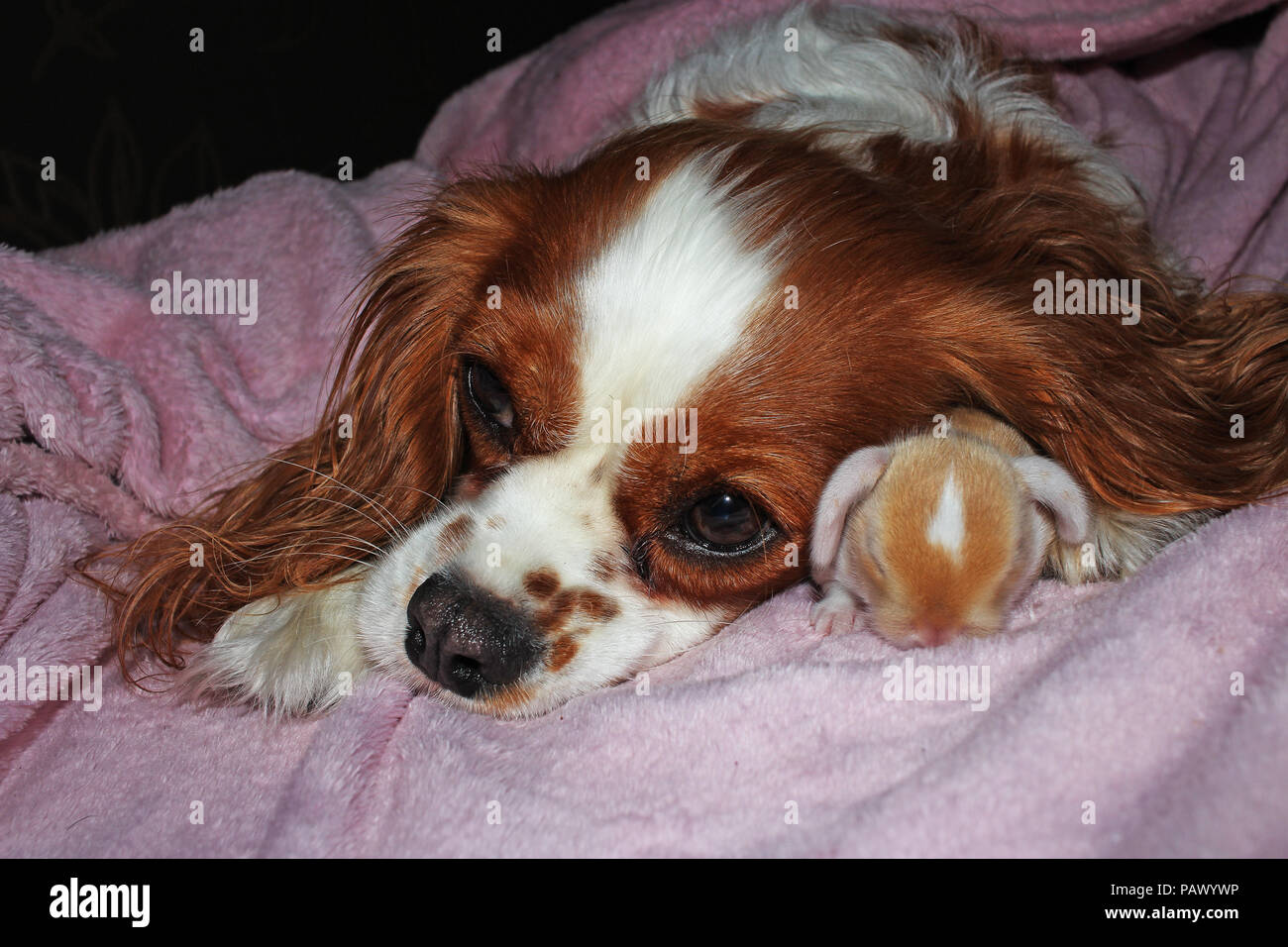 Dog And Baby Bunny New Born Rabbit Kit Cavalier King Charles Spaniel Puppy And Lop Animals Together Cute Stock Photo Alamy Dog And Baby Bunny New Born Rabbit Kit Cavalier King Charles Spaniel Puppy And Lop Animals Together Cute Stock Photo Alamy
