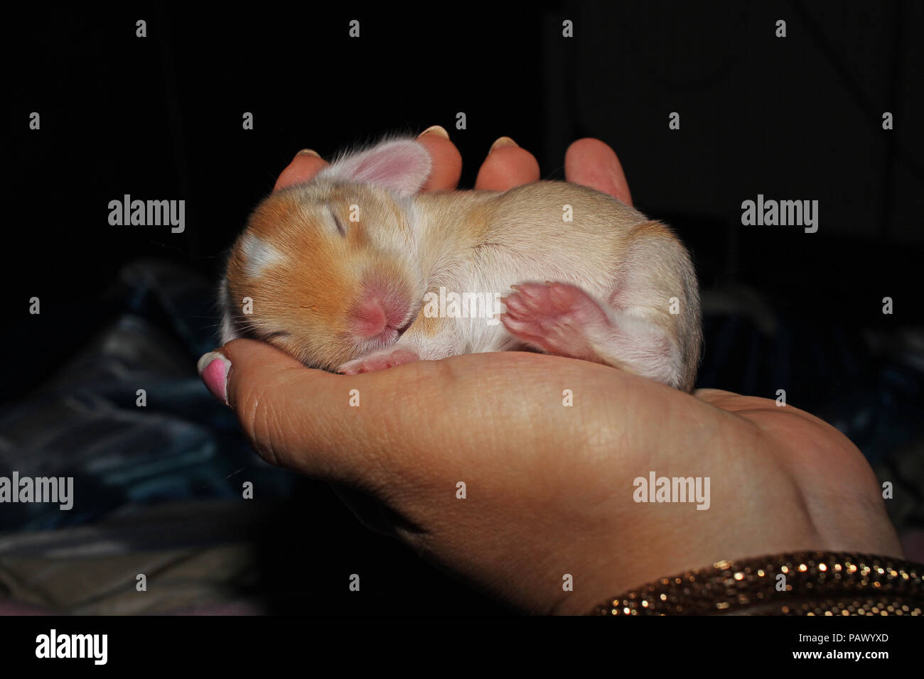 New born baby lop rabbit kit animal pet. Cute bunny lop eared kits ...