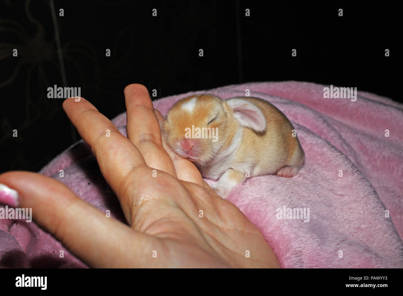New Born Baby Lop Rabbit Kit Animal Pet Cute Bunny Lop Eared Kits Stock Photo Alamy
