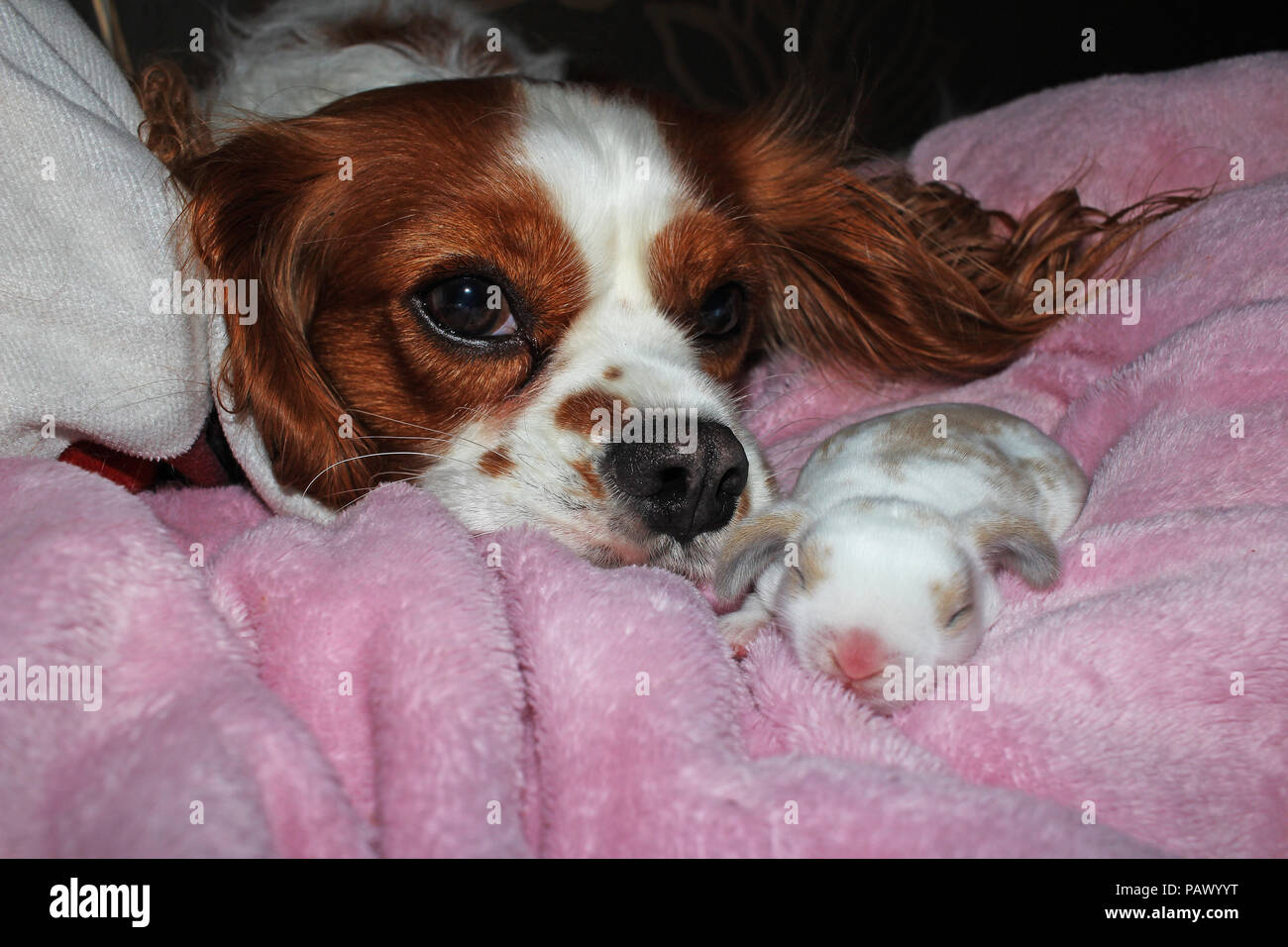 Dog And Baby Bunny New Born Rabbit Kit Cavalier King Charles Spaniel Puppy And Lop Animals Together Cute Stock Photo Alamy Dog And Baby Bunny New Born Rabbit Kit Cavalier King Charles Spaniel Puppy And Lop Animals Together Cute Stock Photo Alamy