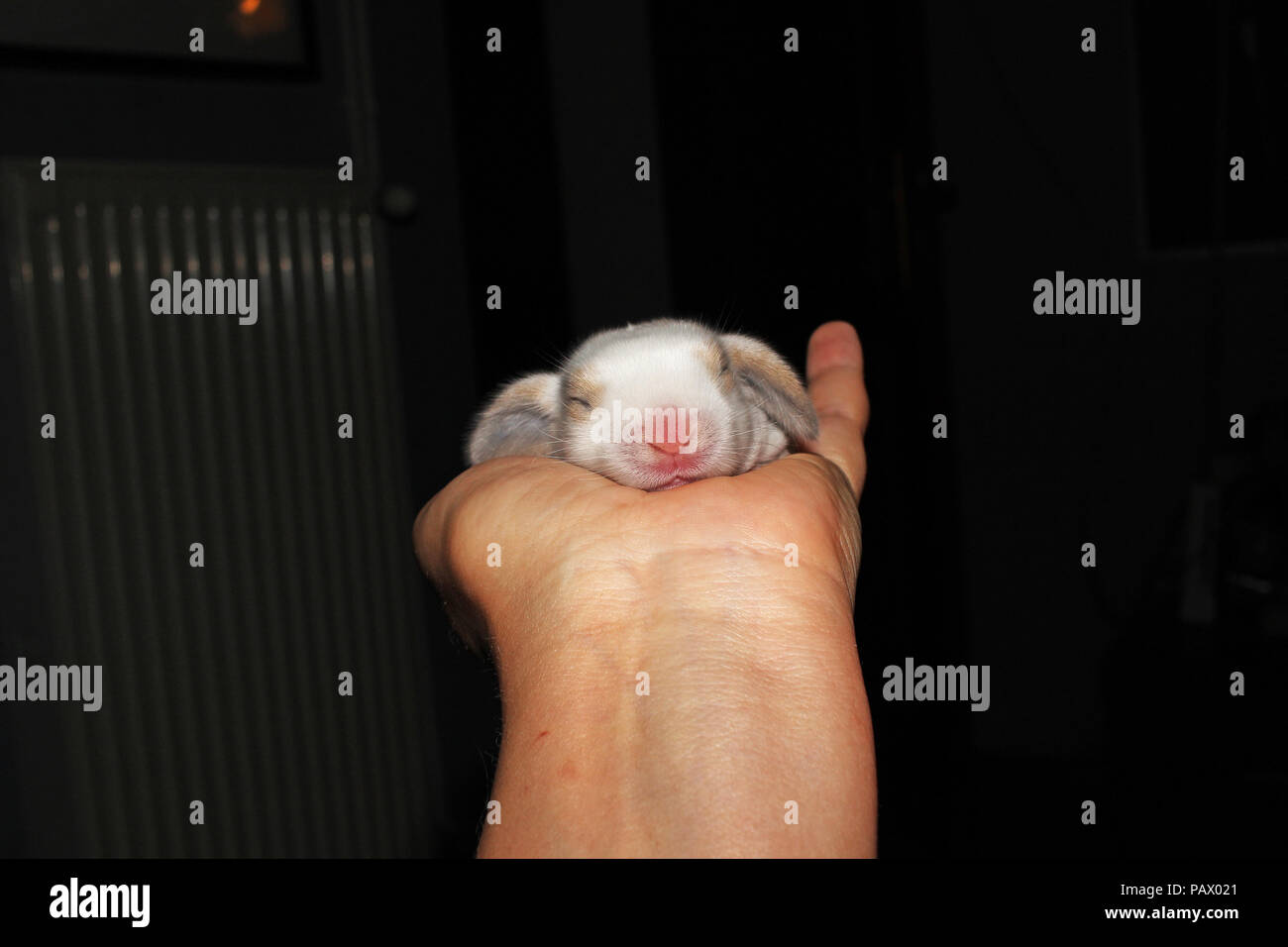 New born baby lop rabbit kit animal pet. Cute bunny lop eared kits