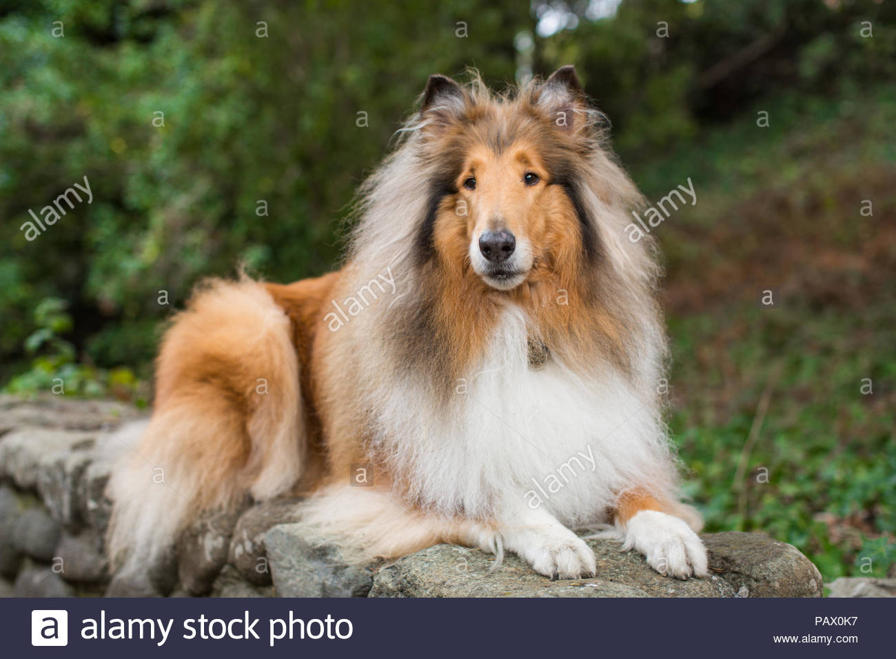 Long Haired Collie Stock Photos Long Haired Collie Stock Images