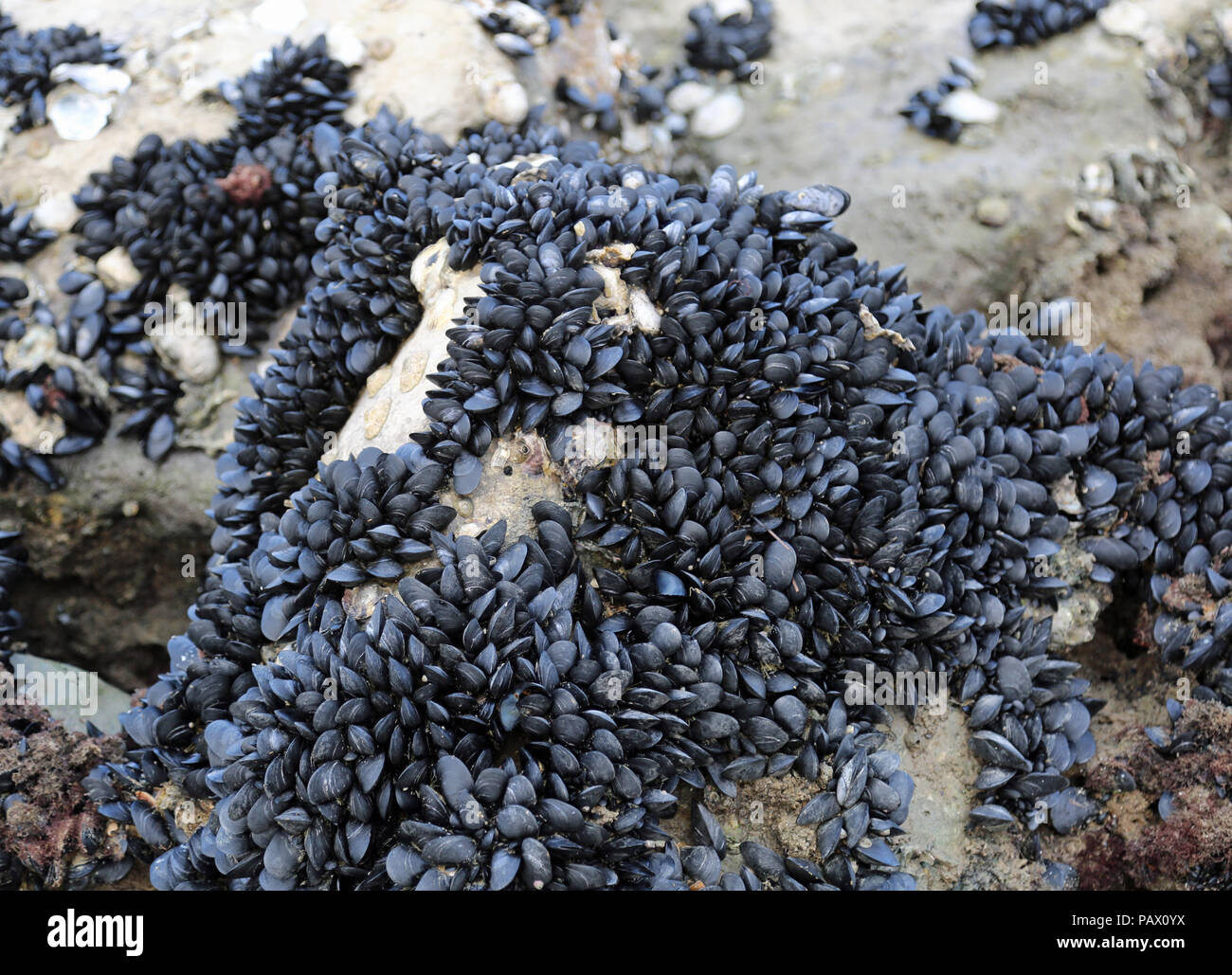 many black mussels on the rock without water Stock Photo Alamy