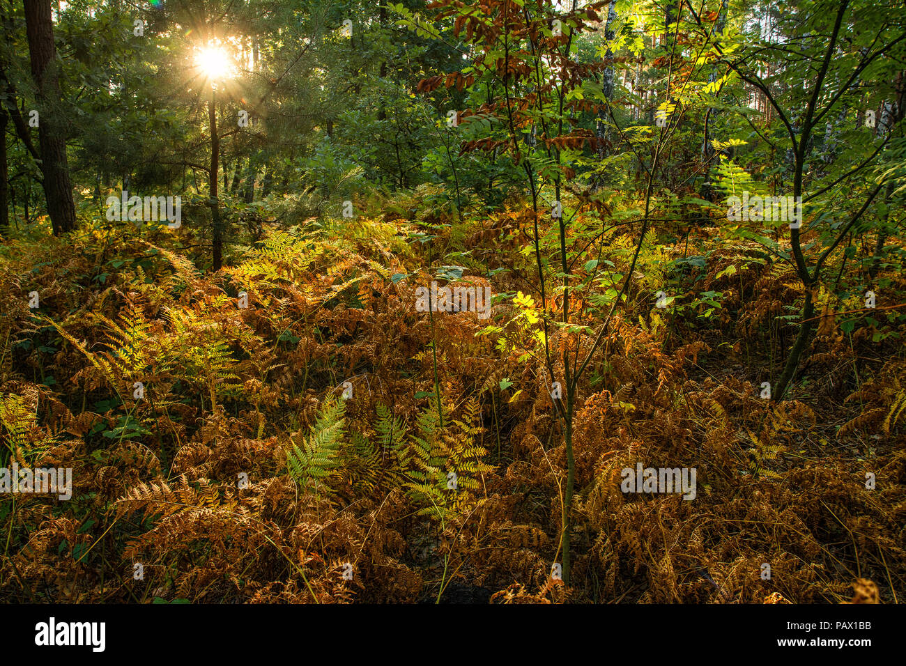 Red fern in autumn hi res stock photography and images Alamy